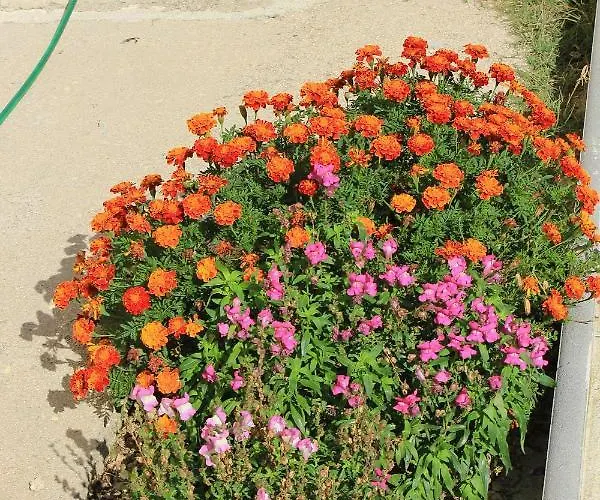 Dinjiska 9386a * بوفليانا